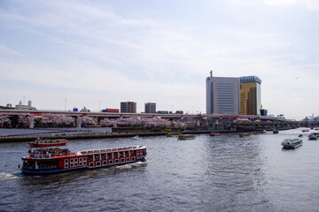 桜咲く春の隅田川