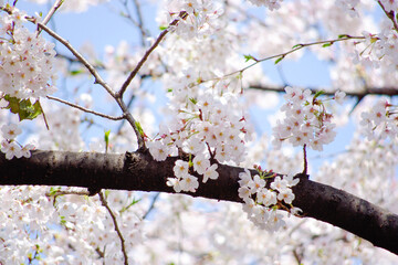 春の桜の花
