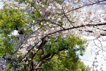 新緑と桜