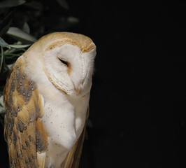 目をつぶってうたた寝するメンフクロウ