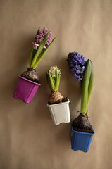 hyacinth flowers in colorful temporary pots. white, blue and pink hyacinth closeup top view. hyacinth flower with a bulb in a bright pot.