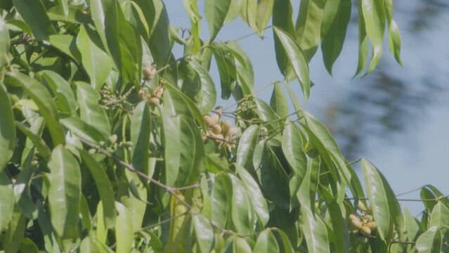 The melinjo tree (Gnetum gnemon Linn) bearing fruit with its green leaves swaying in the wind