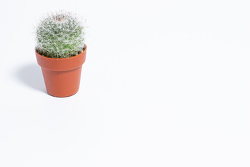 白背景のミニサボテン