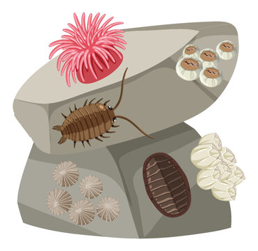 sea creatures on rocks clip art preview