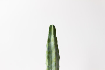 白背景のサボテン・竜神木