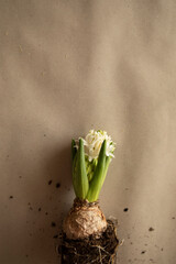 white hyacinth bulb with soil on craft paper top view. preparation for transplanting hyacinth into a new pot.