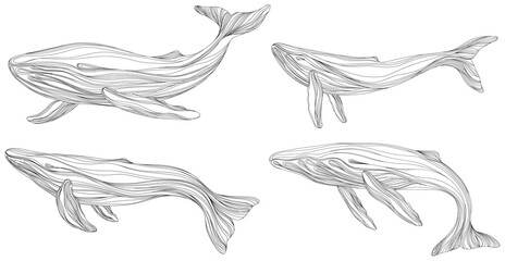 Fototapeta na wymiar Abstract whales floating underwater. Illustration isolated animal on white background. Ocean mammal swimming set.