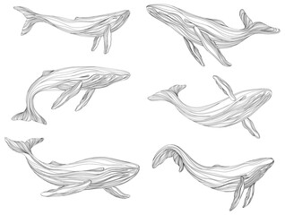 Abstract whales floating underwater. Illustration isolated animal on white background. Ocean mammal swimming set.