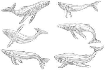 Abstract whales floating underwater. Illustration isolated animal on white background. Ocean mammal swimming set.