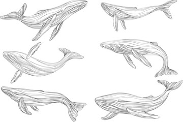 Fototapeta na wymiar Abstract whales floating underwater. Illustration isolated animal on white background. Ocean mammal swimming set.