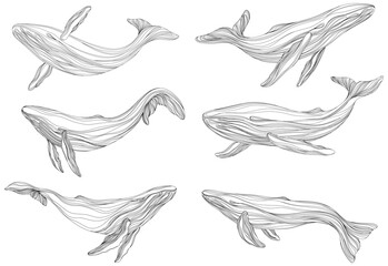 Abstract whales floating underwater. Illustration isolated animal on white background. Ocean mammal swimming set.