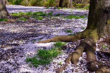 桜舞い散る木の根元