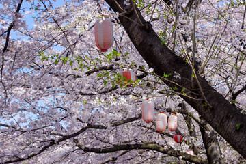 桜祭の提灯