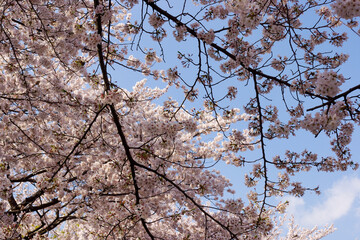 晴天の桜