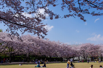 お花見で賑わう桜の公園