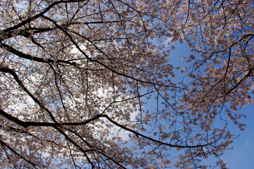 晴天の桜