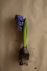 blue hyacinth bulb with soil on craft paper top view. preparation for transplanting hyacinth into a new pot.	
