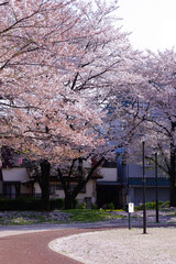 桜舞う公園の遊歩道