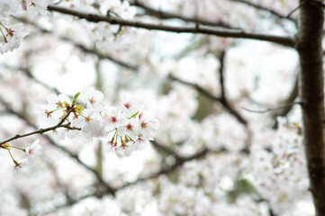 春の桜の花