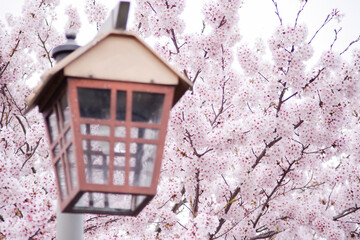街灯と桜