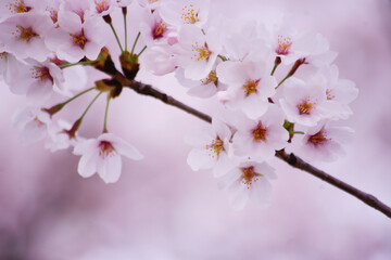 春の桜の花