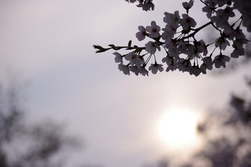 夕方の桜の花