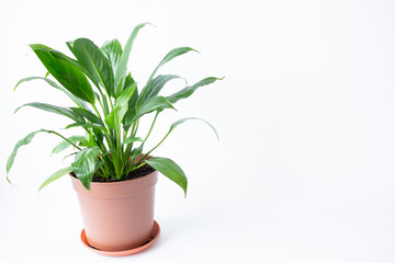 観葉植物（スパティフィラム）