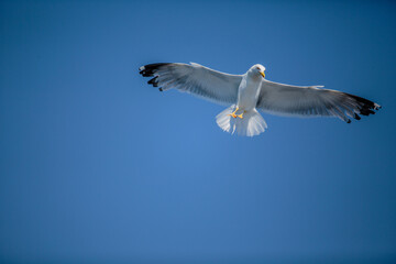 Seagulls at Croatian Sea