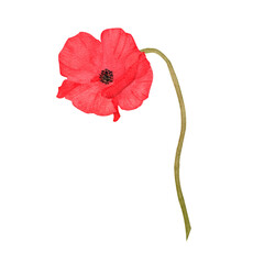 watercolor red wildflowers - poppies, art, illustration, flora, beauty