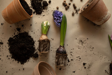 transplanting flowers into pots top view. white and blue hyacinth with roots in the soil top view close-up. soil, ceramic pots and flowers on brown paper	
