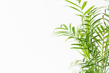 Naklejka premium 白背景の観葉植物（テーブルヤシ）