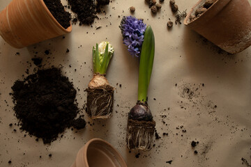 transplanting flowers into pots top view. white and blue hyacinth with roots in the soil top view close-up. soil, ceramic pots and flowers on brown paper