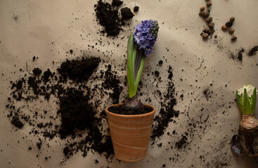 transplanting blue hyacinth into a clay pot top view. hyacinth flower in a ceramic pot after transplantation close-up.	