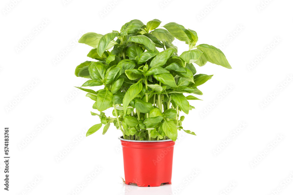 Wall mural Basil growing in a pot