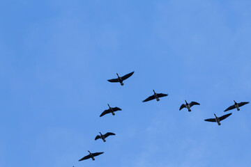 Fototapeta na wymiar Group of migrating geese birds