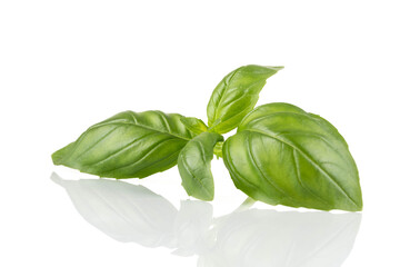 Fresh green leaf basil