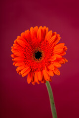 Red Gerbera flower