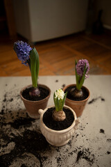 three hyacinth flowers after transplanting into ceramic pots. transplanting flowers into new pots. plant growing at home