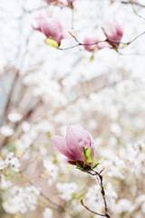 Beautiful floral spring abstract background of nature. Branches of blossoming magnolia with selective focus. Web Banner For easter and spring greeting cards with copy space