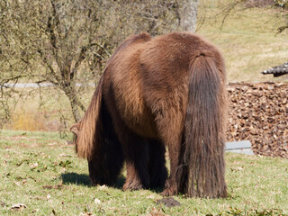 Fototapeta premium Poney Shetland, petit équidé, trapu avec des crins abondants, robe brun foncé 
