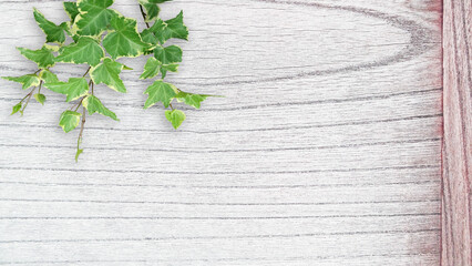 木目背景とグリーン