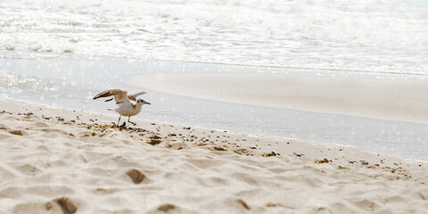 Bird spread your wings in seawater on sandy beach, water sparkles in sun, nature landscape with seagull. Summer, travel, relax and freedom concept, lifestyle and nature banner, blurred