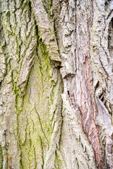 The texture of the bark close-up. Vertical photo of tree bark. wooden background