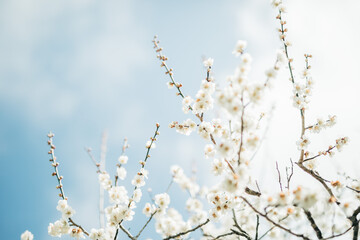 梅の花