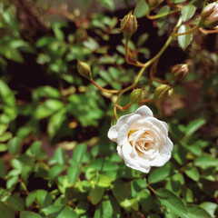 Beautiful rose flower blooming in green leaves plant growing in garden, nature photography, natural gardening background, floral wallpaper 