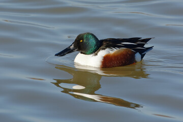 Northern Shoveler (Spatula clypeata) swimming