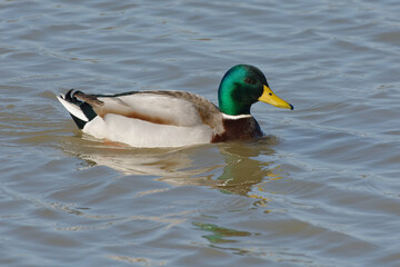Male Mallard (Anas platyrhynchos) swimming