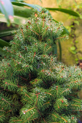 Pine branch with water drops