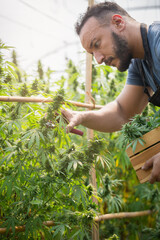 Smart farmer with commercial cannabis farm, Farmers harvest marijuana in greenhouses, Business agricultural cannabis.