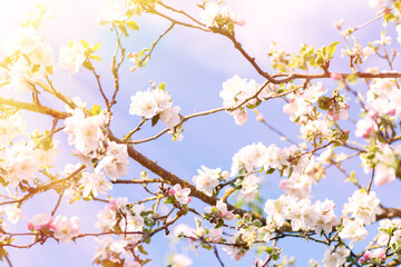 Apple blossom in a springtime close up, sunny day. Idea of spring and romance